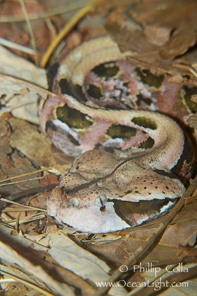 Gaboon Viper2.jpg [103 Kb]